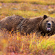 Grizzly bear in Denali National Park and Preserve